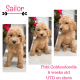 Golden Doodle Puppies for sale in Ankeny, IA, USA. price: NA