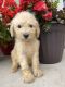 Golden Doodle Puppies for sale in Ankeny, IA, USA. price: NA