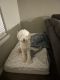 Golden Doodle Puppies for sale in Lewisville, TX 75056, USA. price: $700