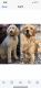 Golden Doodle Puppies for sale in Wilson, NC, USA. price: $1,700