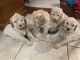 Golden Doodle Puppies for sale in Tecumseh, OK, USA. price: NA