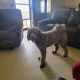 Golden Doodle Puppies for sale in Ganado, TX 77962, USA. price: NA