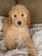 Golden Doodle Puppies for sale in El Dorado, KS 67042, USA. price: NA