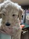 Golden Doodle Puppies for sale in Dahlonega, GA 30533, USA. price: NA