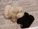 Golden Doodle Puppies for sale in North Smithfield, RI, USA. price: NA
