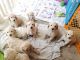 Golden Doodle Puppies for sale in Chandler, AZ, USA. price: $2,000