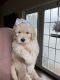 Golden Doodle Puppies for sale in Mechanicsville, VA, USA. price: NA