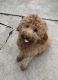 Golden Doodle Puppies for sale in Rochester, MN, USA. price: NA
