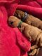 Golden Doodle Puppies for sale in Alcoa, TN, USA. price: NA