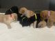 Golden Doodle Puppies for sale in Lenoir, NC, USA. price: NA