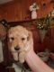 Golden Doodle Puppies for sale in Peoria, IL, USA. price: NA