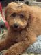 Golden Doodle Puppies for sale in Garland, TX, USA. price: $2,000