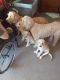 Golden Doodle Puppies for sale in Caldwell, ID, USA. price: $500