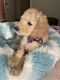 Golden Doodle Puppies for sale in Sherman, TX, USA. price: $1,250
