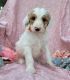 Golden Doodle Puppies for sale in Penn Yan, NY 14527, USA. price: NA