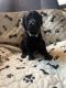 Golden Doodle Puppies for sale in Rapid City, SD, USA. price: $2,000