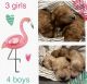 Golden Doodle Puppies for sale in Nampa, ID, USA. price: $2,500