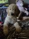 Golden Doodle Puppies for sale in Aurora, IN, USA. price: NA