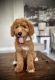 Golden Doodle Puppies for sale in Kissimmee, FL, USA. price: $1,500