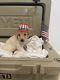 Golden Doodle Puppies for sale in New Braunfels, TX, USA. price: NA
