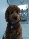 Golden Doodle Puppies for sale in Broward County, FL, USA. price: NA