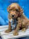 Golden Doodle Puppies for sale in Columbus, MT 59019, USA. price: NA