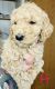 Golden Doodle Puppies for sale in Leeco, KY 41301, USA. price: NA