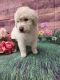 Golden Doodle Puppies for sale in Fresno, CA, USA. price: $1,500