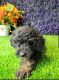 Golden Doodle Puppies for sale in 18822 Co Rd 14, Bristol, IN 46507, USA. price: $500
