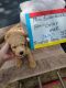 Golden Doodle Puppies for sale in Dallas, TX, USA. price: $1,100
