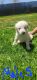 Golden Doodle Puppies for sale in Winslow, AZ 86047, USA. price: $600