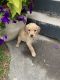 Golden Doodle Puppies for sale in Blackfoot, ID 83221, USA. price: $1,500