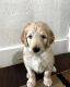 Golden Doodle Puppies for sale in Elk Ridge, UT 84651, USA. price: $2,000