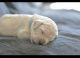 Golden Doodle Puppies for sale in West Jordan, UT, USA. price: $2,000