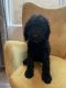 Golden Doodle Puppies for sale in San Clemente, CA, USA. price: NA