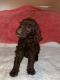Golden Doodle Puppies for sale in Whittier, CA 90604, USA. price: NA