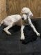 Golden Doodle Puppies for sale in Chatsworth, GA 30705, USA. price: $500