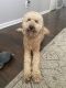 Golden Doodle Puppies for sale in Charlotte, NC, USA. price: $2,000