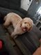Golden Doodle Puppies for sale in Old Monroe, MO 63369, USA. price: NA