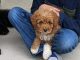Golden Doodle Puppies for sale in Midland, MI, USA. price: $2,500