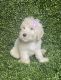 Golden Doodle Puppies for sale in Houston, TX 77036, USA. price: NA