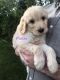 Golden Doodle Puppies for sale in Pocatello, ID, USA. price: $1,000