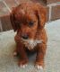 Golden Doodle Puppies for sale in Greensboro, NC, USA. price: $1,000