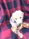 Golden Doodle Puppies for sale in Bloomfield, MO 63825, USA. price: NA