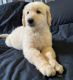 Golden Doodle Puppies for sale in Sterling Heights, MI, USA. price: NA