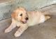 Golden Doodle Puppies for sale in Crawfordville, FL 32327, USA. price: NA