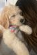 Golden Doodle Puppies for sale in Brea, CA, USA. price: $1,300