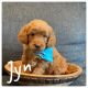 Golden Doodle Puppies for sale in Spanish Fork, UT 84660, USA. price: $2,500