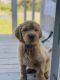 Golden Doodle Puppies for sale in Santa Rosa, CA, USA. price: NA