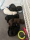Golden Doodle Puppies for sale in Avondale, AZ, USA. price: NA